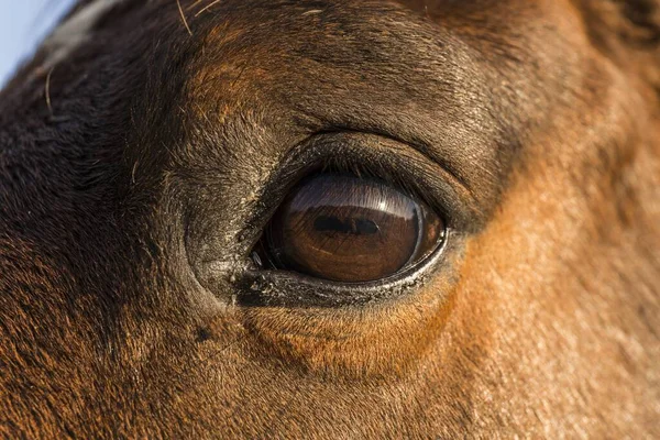 Closeup Eye Chestnut Horse — Stock Photo, Image
