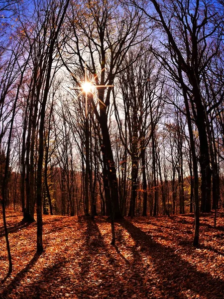 가을에 나무들 사이로 햇빛이 반사되는 수직으로 각도의 — 스톡 사진