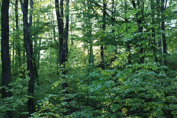 Bel Tiro Sentiero Con Alberi Verdi Nella Foresta Sovata — Foto Stock