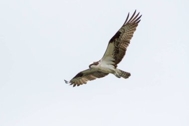 A shot of the white and brown Western Osprey flying in the blue sky clipart