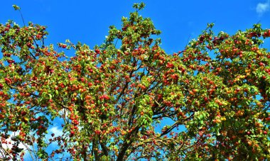 A low angle shot of red Mirabelle plums blooming under a blue sky clipart
