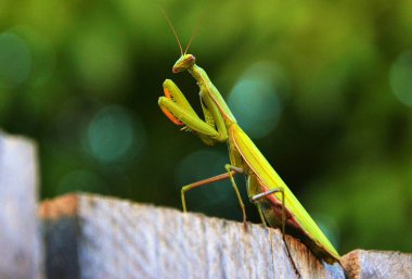 a green Mantis religiosa insect clipart
