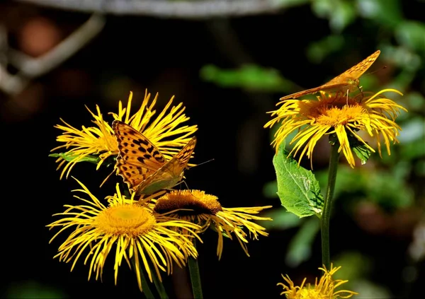 Rainha Espanha Fritillary Borboleta Issoria Lathonia Uma Flor — Fotografia de Stock