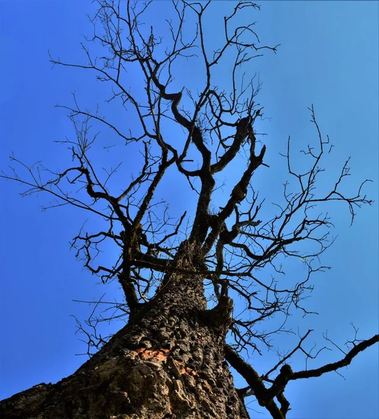 Eine Flache Aufnahme Eines Alten Kahlen Baumes Unter Einem Atemberaubenden — Stockfoto