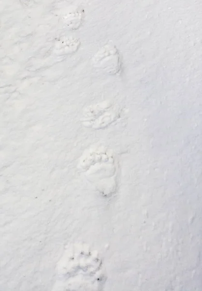 雪の上にクマのトラックの高角度のクローズアップショット — ストック写真