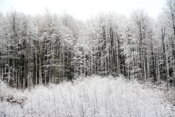 Een Prachtig Shot Van Winterwoud Onder Bewolkte Lucht — Stockfoto