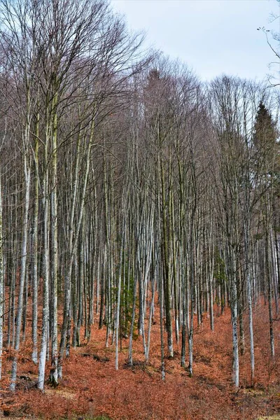 Uma Floresta Com Monte Árvores Nuas Altas Ótimo Para Fundo — Fotografia de Stock