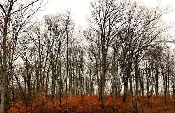 Nízký Úhel Záběru Holých Stromů Kopci Zcela Pokrytý Podzimními Listy — Stock fotografie