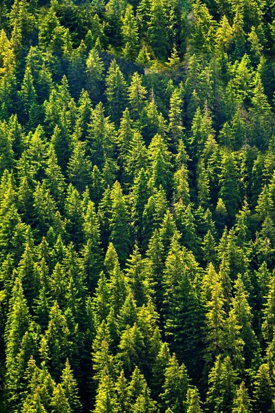 High Angle Shot Lot Beautiful Green Fir Trees Forest Sunny — Stock Photo, Image