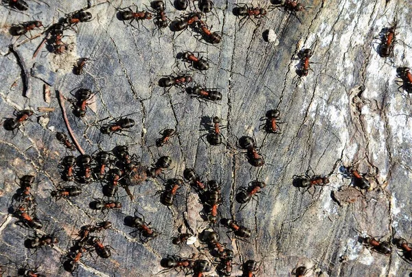 Αποικία Μυρμηγκιών Στο Έδαφος — Φωτογραφία Αρχείου