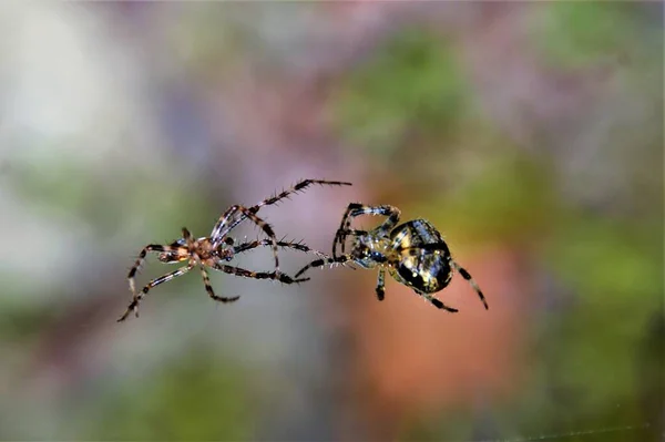 ウェブ上でオスとメスのクモが — ストック写真