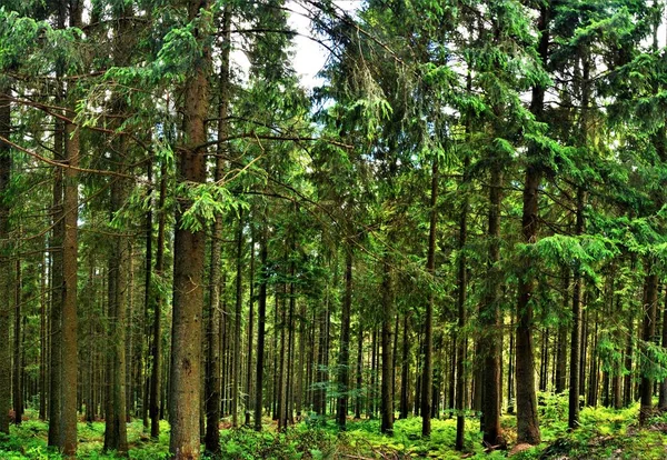 Árvores Verdes Altas Floresta Verão — Fotografia de Stock