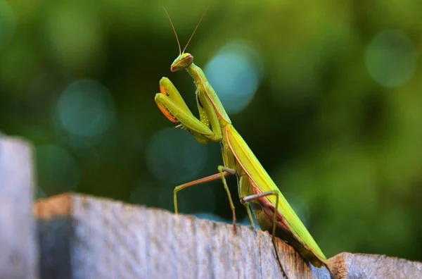 Green Mantis Religiosa Insect — Stock Photo, Image