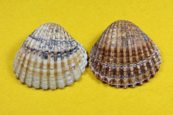 Die Muscheln Isoliert Auf Gelbem Hintergrund — Stockfoto