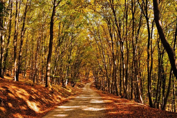 Eine Schöne Straße Umgeben Von Herbstlichen Bäumen Die Einem Sonnigen — Stockfoto