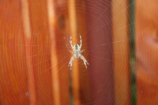 欧洲花园蜘蛛在其网站上的特写照片 — 图库照片