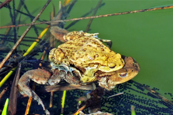 Many frogs during mating in water