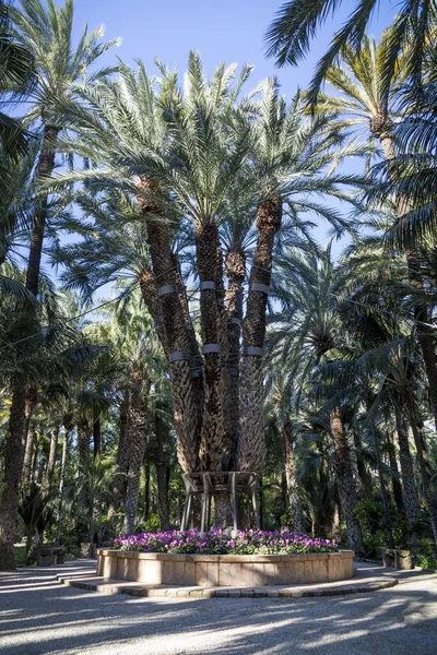 Een Verticaal Schot Van Palmbomen Met Paarse Bloemen Eronder — Stockfoto