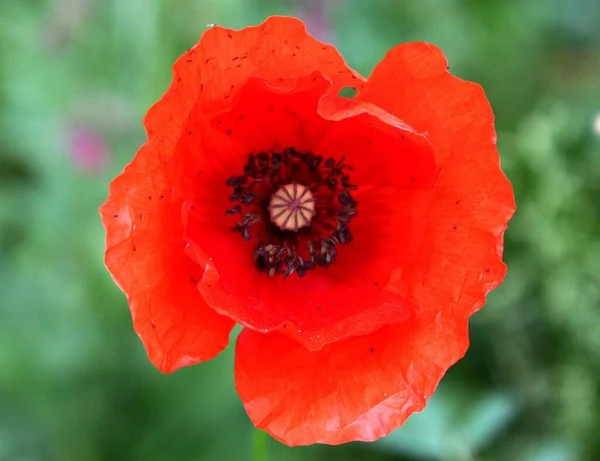 美しい赤いケシの花のクローズアップショット ぼやけた緑の背景 — ストック写真