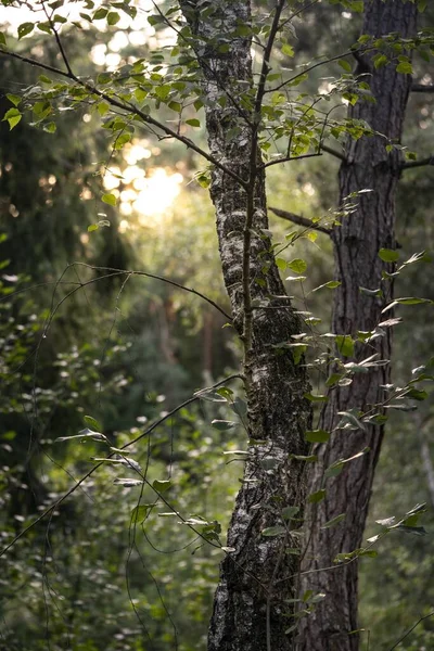 森の中の他の人に囲まれた夏の木の垂直ショット — ストック写真