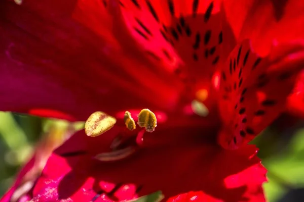 Güzel Bir Kızıl Kaplan Zambağı Makro Pozu — Stok fotoğraf