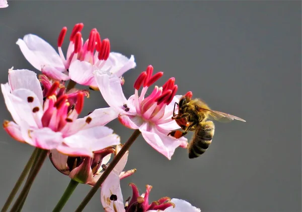 Közelkép Egy Méhről Amint Egy Rózsaszín Virág Nektárját Issza — Stock Fotó