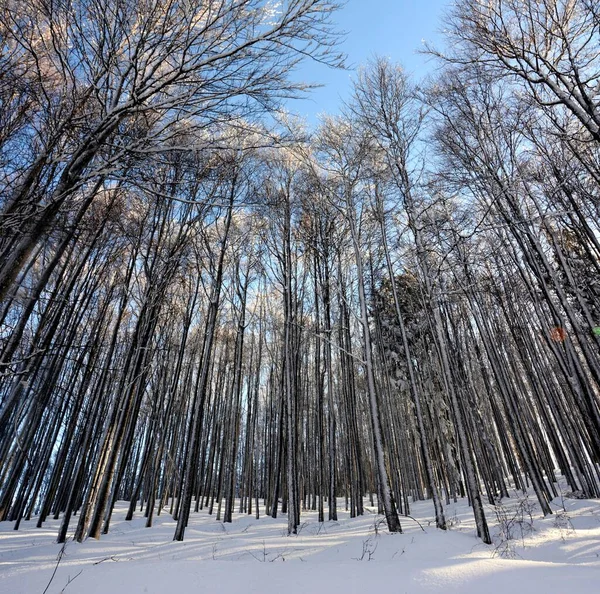 Les Arbres Couverts Neige Hiver — Photo