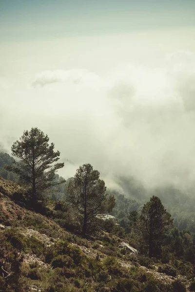 Ein Faszinierender Blick Auf Die Grünen Bäume Vor Dem Wolkenverhangenen — Stockfoto