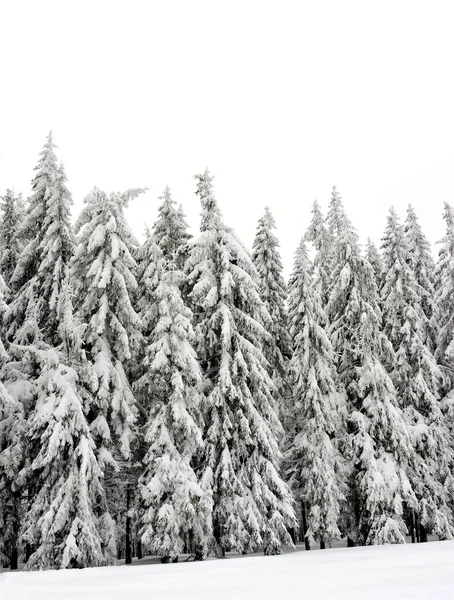 Uma Bela Floresta Abetos Coberta Neve Inverno — Fotografia de Stock