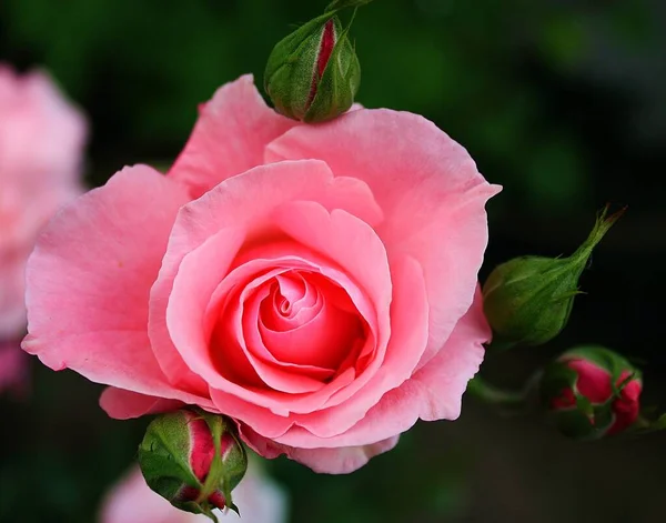 Tiro Seletivo Foco Uma Rosa Bonita Cercada Por Botões — Fotografia de Stock