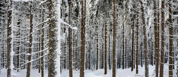 Szerokie Ujęcie Pięknych Wysokich Drzew Pokrytym Śniegiem Polu Uchwyconym Lesie — Zdjęcie stockowe