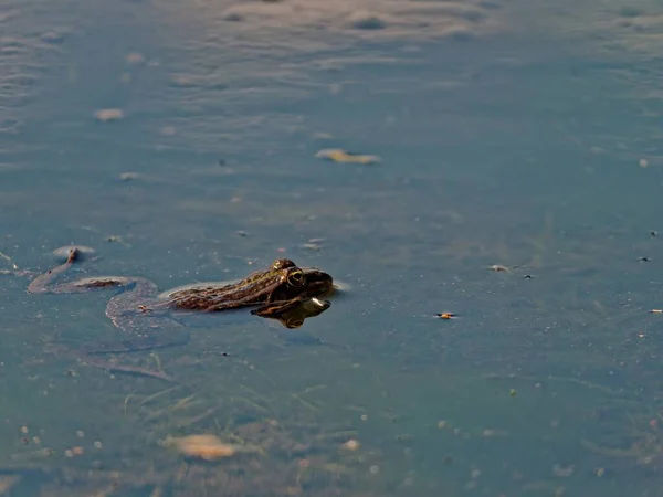 Крупный План Болотной Лягушки Pelophylax Ridibundus Озере Европе — стоковое фото