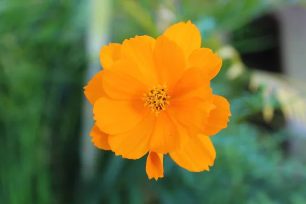 Krásná Drobná Květinka Živými Oranžovými Okvětními Lístky Trávou Rozmazaném Pozadí — Stock fotografie