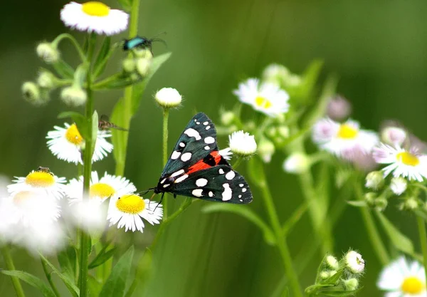 Amata Phegea Schmetterling Auf Einer Blume — Stockfoto