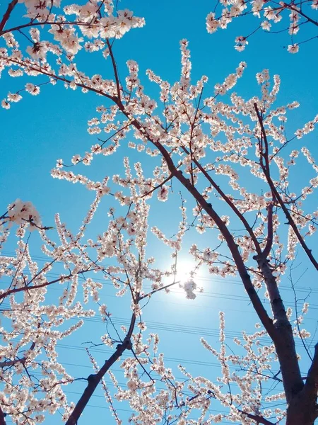 Pionowe Zbliżenie Ujęcia Pięknych Kwiatów Wiśni Przeciw Błękitnemu Niebu — Zdjęcie stockowe