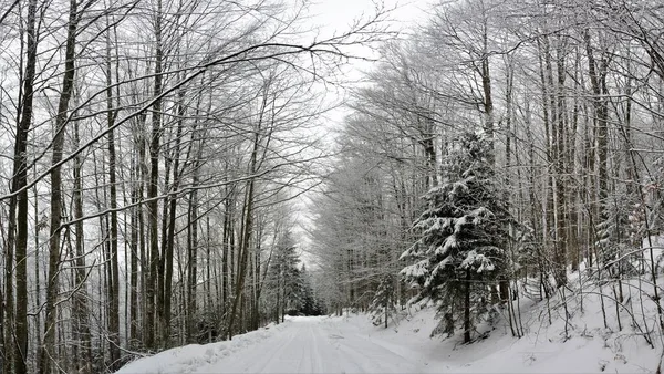 Ett Vackert Vinterlandskap Skogen Med Höga Barrträd — Stockfoto