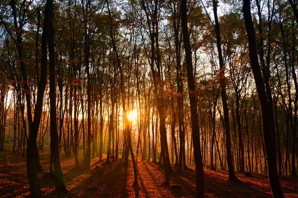 Ein Schöner Sonnenuntergang Wald Mit Hohen Bäumen — Stockfoto
