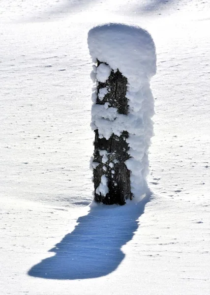 Een Verticaal Schot Van Een Woud Bedekt Door Sneeuw — Stockfoto