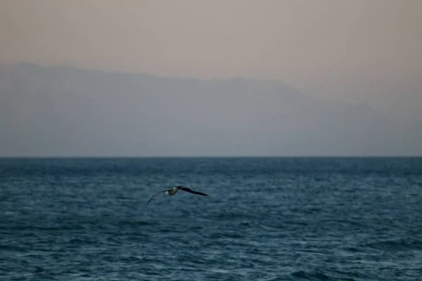 Pássaro Água Sobrevoando Mar Calmo — Fotografia de Stock