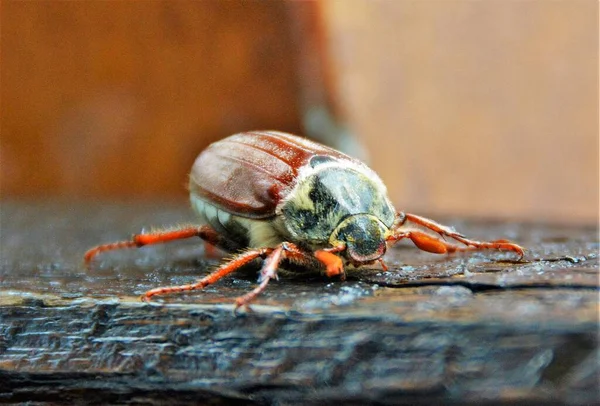 Puede Bug Melolontha Primer Plano — Foto de Stock