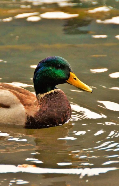 Plan Vertical Sélectif Canard Colvert Nageant Dans Étang — Photo