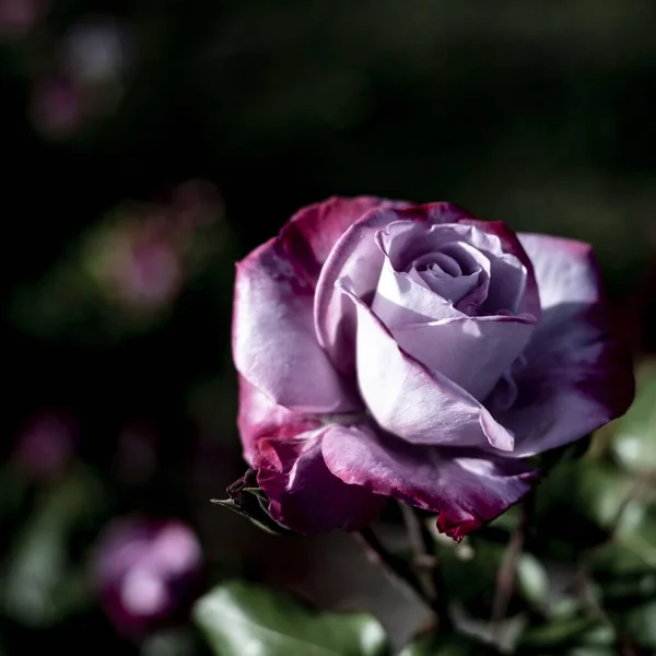 Close Tiro Uma Rosa Com Tons Roxos Brancos — Fotografia de Stock