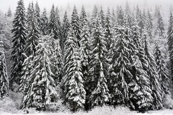 Spruce Trees Covered Snow Forest Winter — Stock Photo, Image