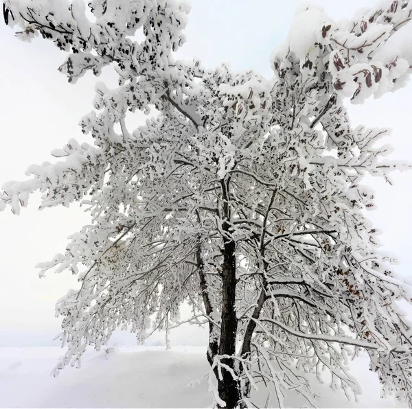 Trädet Grenar Täckta Med Snö Med Vit Himmel Vintern — Stockfoto