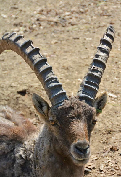 Gros Plan Vertical Tête Une Belle Chèvre Sauvage — Photo