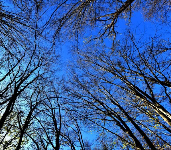 Nízký Úhel Detailní Záběr Vysokých Stromů Pod Modrou Jasnou Oblohou — Stock fotografie