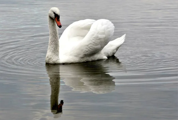 Velká Bílá Labuť Hladině Ideální Pro Pozadí — Stock fotografie