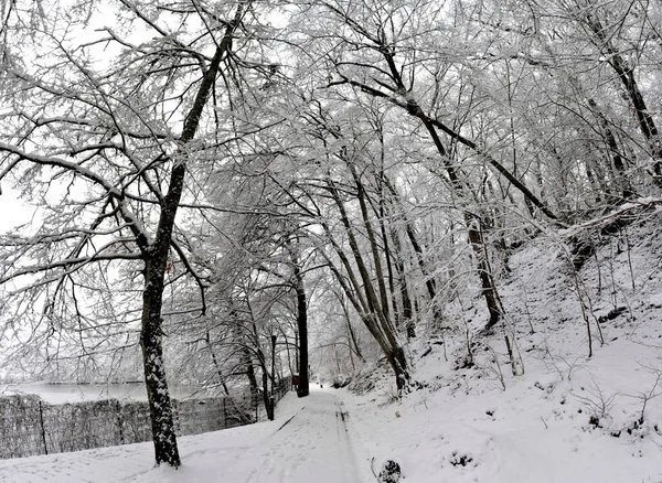 一条美丽的雪地小径 四面环抱着小山和树木 全都被雪覆盖着 — 图库照片