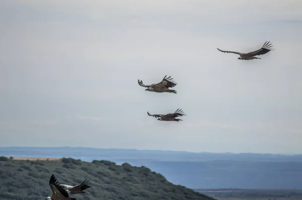 Una Bandada Halcones Volando Sobre Montañas Sobre Fondo Nublado Del — Foto de Stock