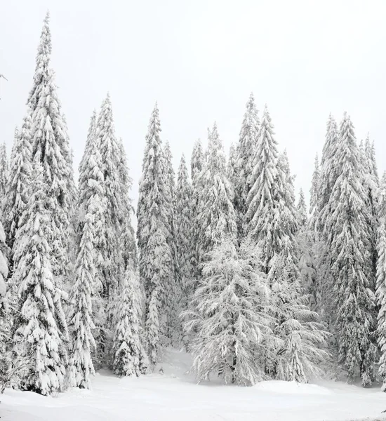 Colpo Angolo Basso Dei Pini Innevati Mozzafiato Catturati Una Giornata — Foto Stock